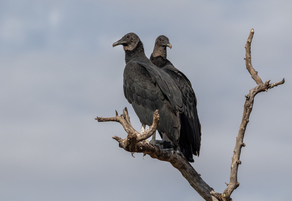 eBird Checklist - 25 Oct 2025 - Milton Reimers Ranch Park - 28 species