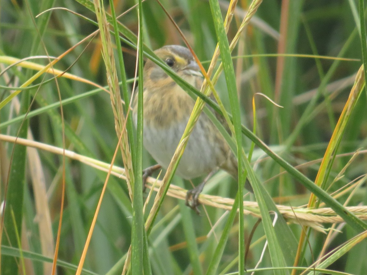 Nelson's Sparrow - ML644103097