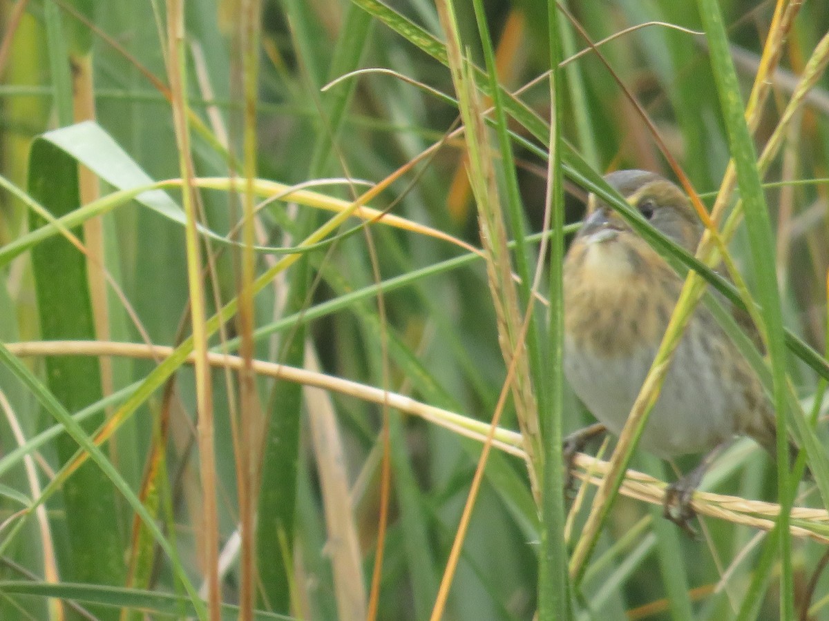 Nelson's Sparrow - ML644103098