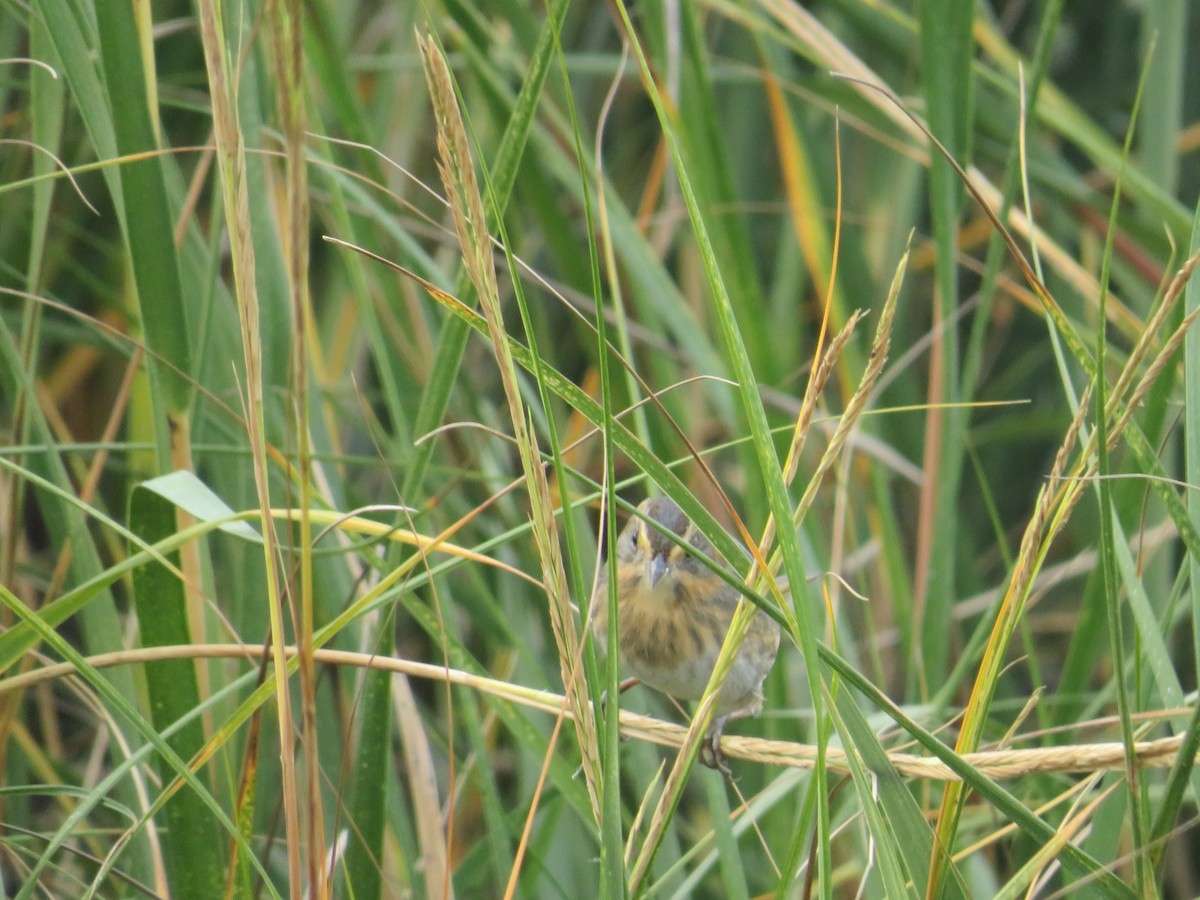 Nelson's Sparrow - ML644103099