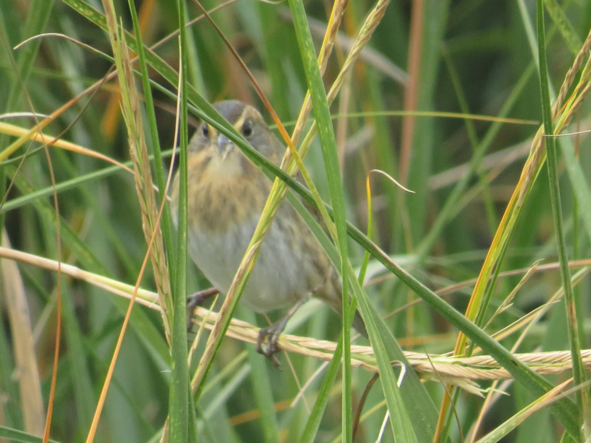 Nelson's Sparrow - ML644103100