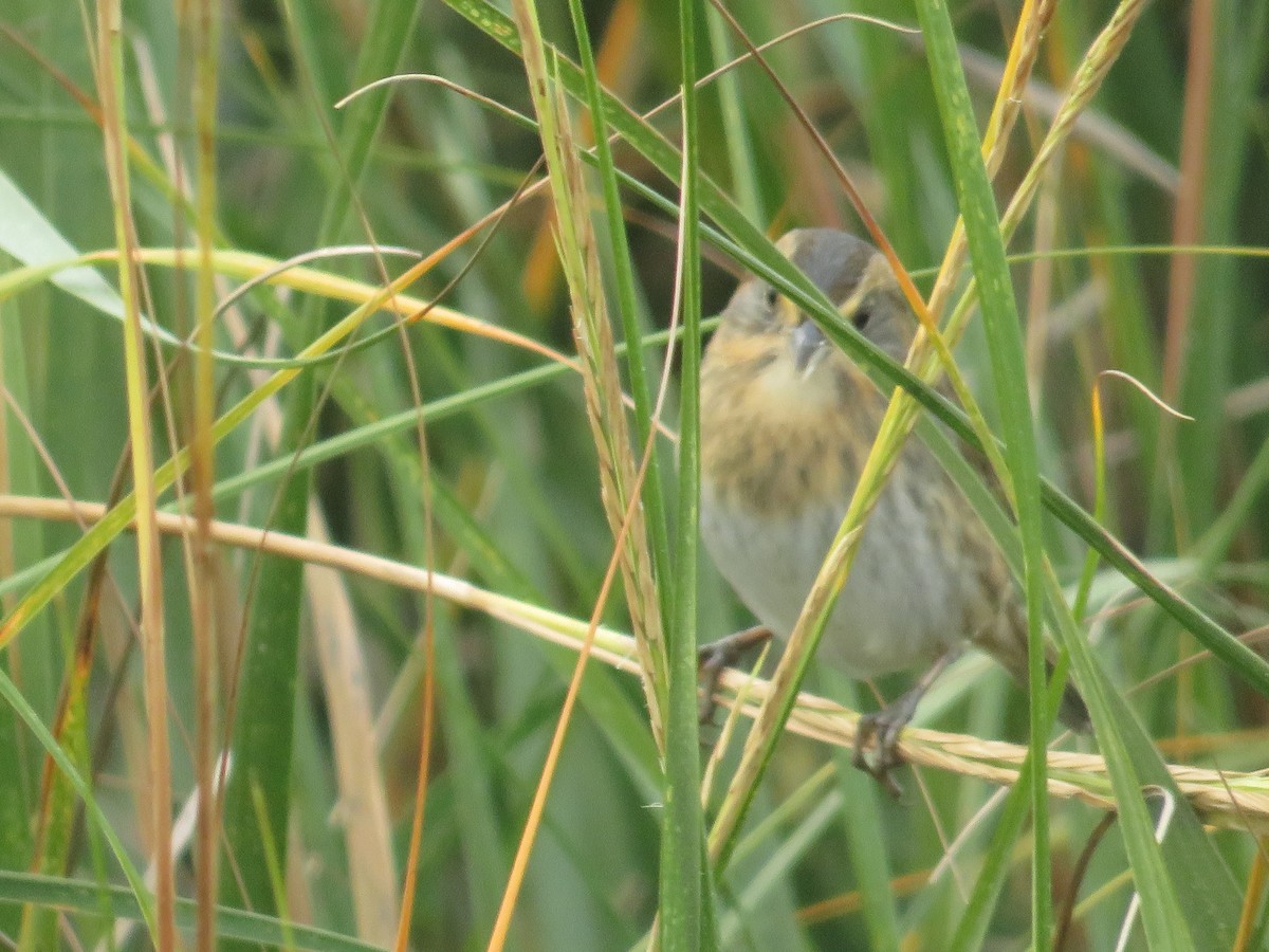Nelson's Sparrow - ML644103101