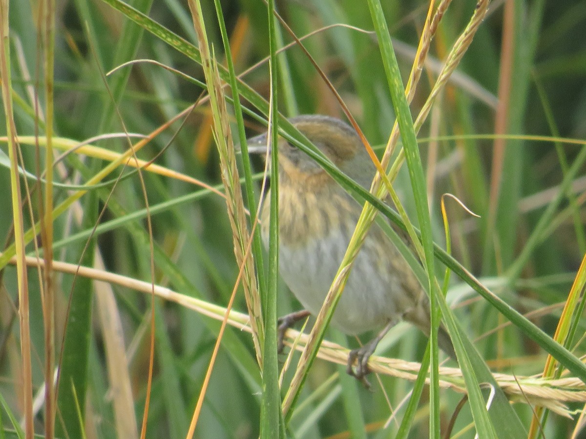 Nelson's Sparrow - ML644103102