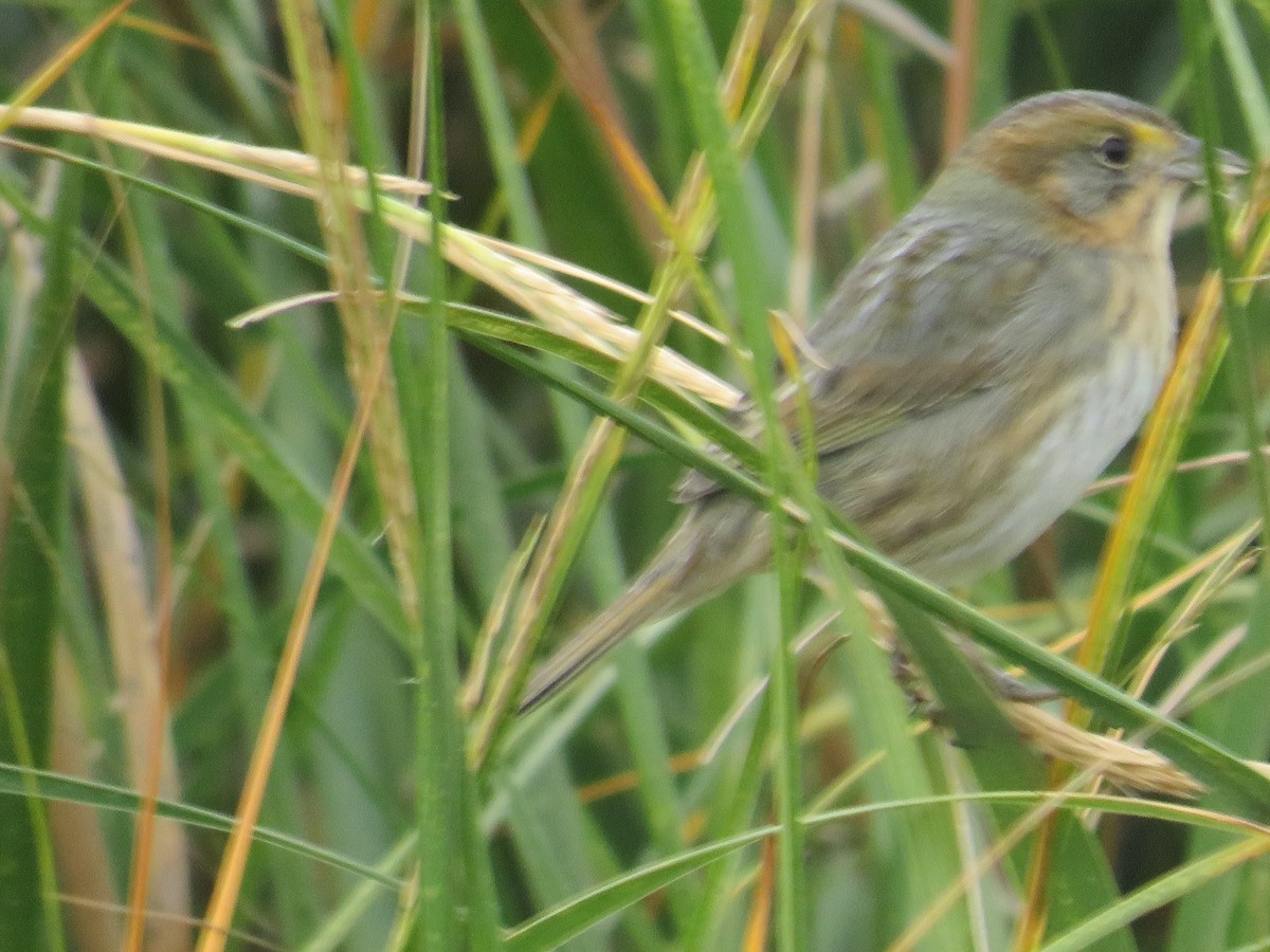 Nelson's Sparrow - ML644103103