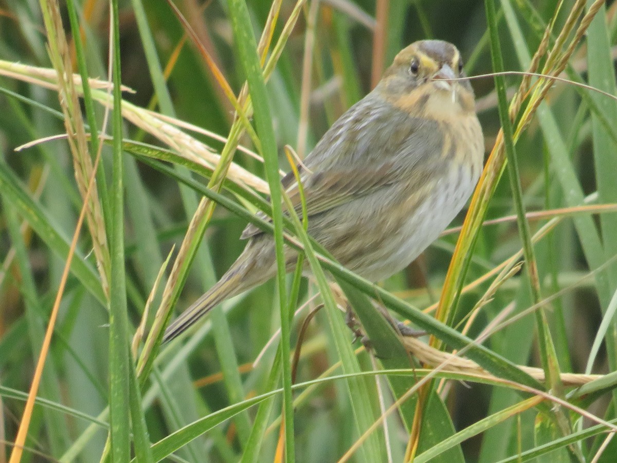 Nelson's Sparrow - ML644103104