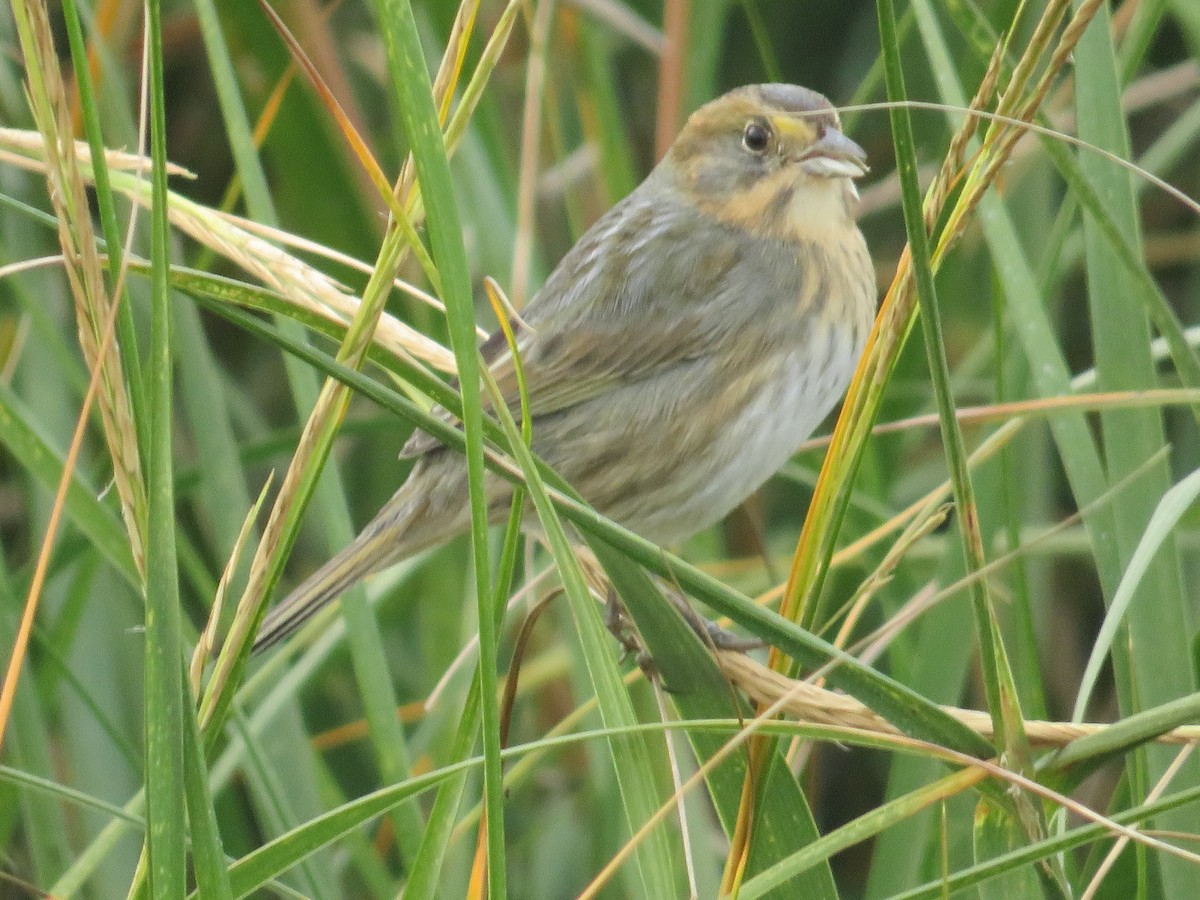 Nelson's Sparrow - ML644103105