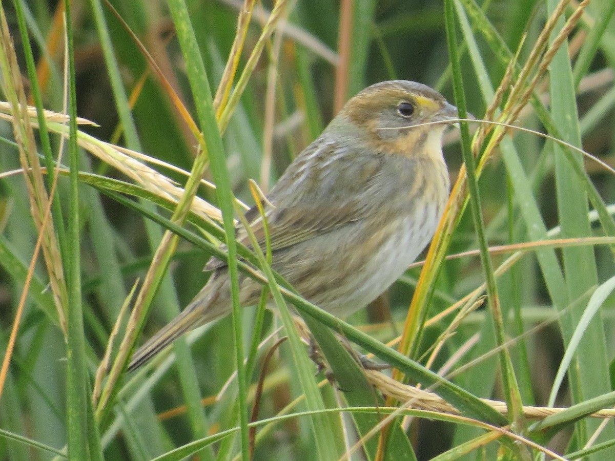 Nelson's Sparrow - ML644103106
