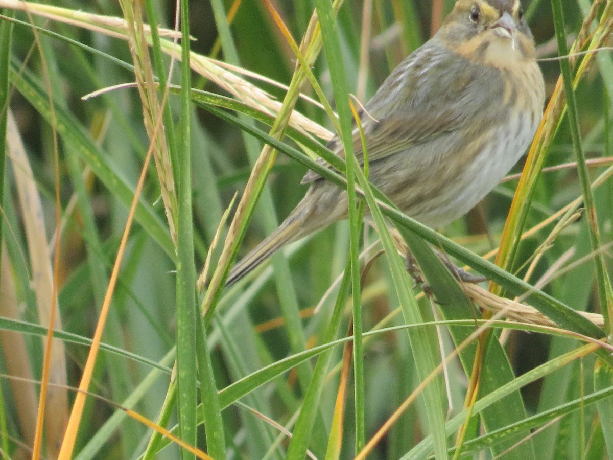 Nelson's Sparrow - ML644103107