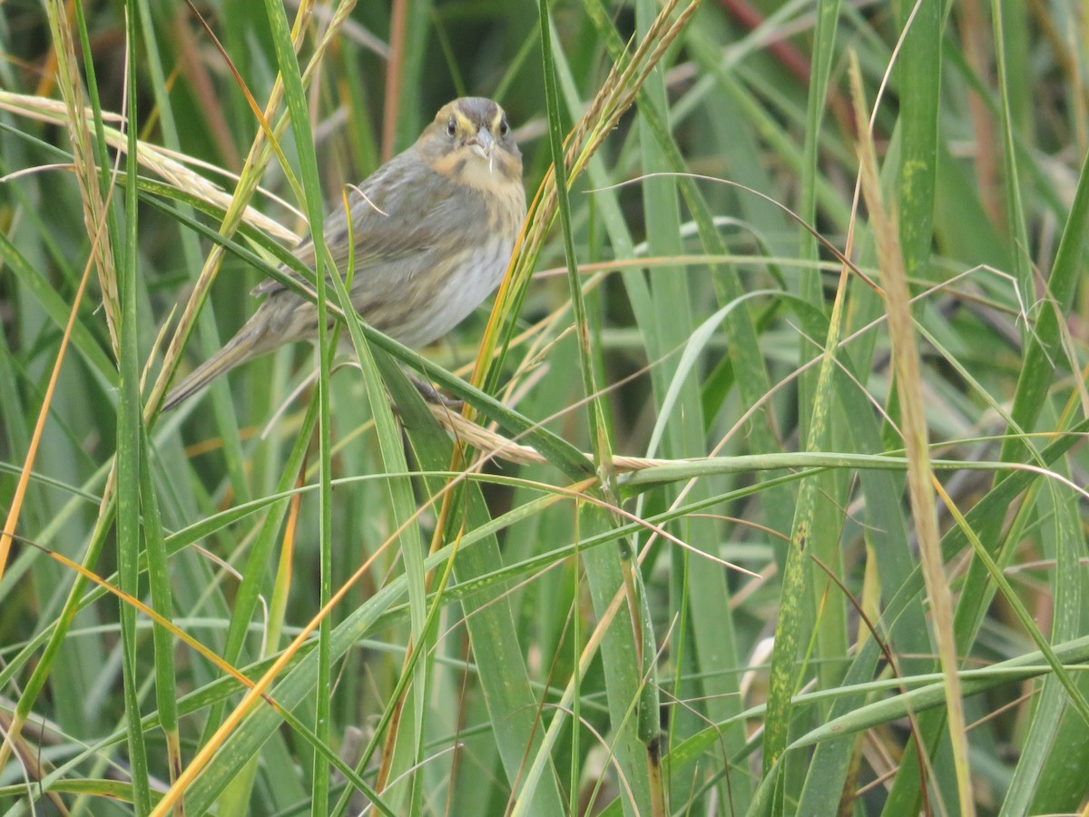 Nelson's Sparrow - ML644103109