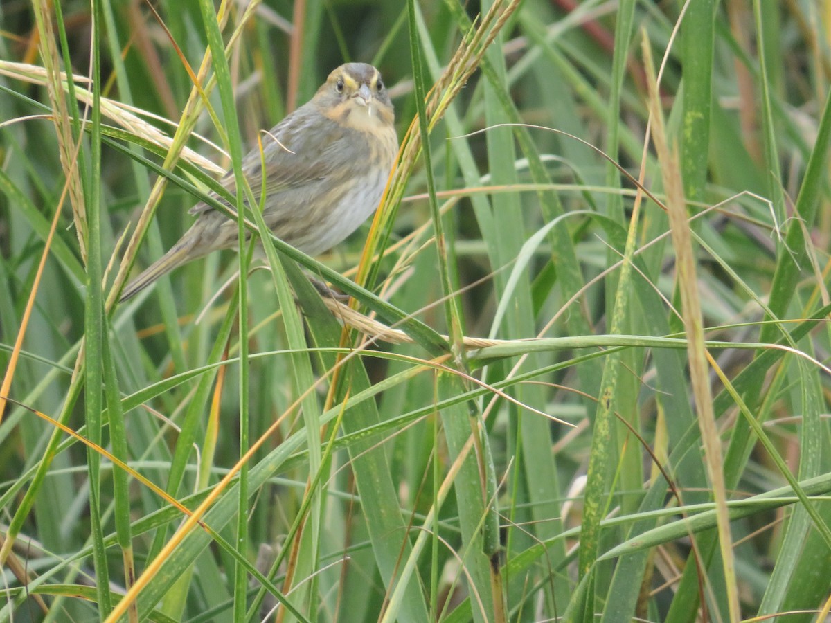 Nelson's Sparrow - ML644103110