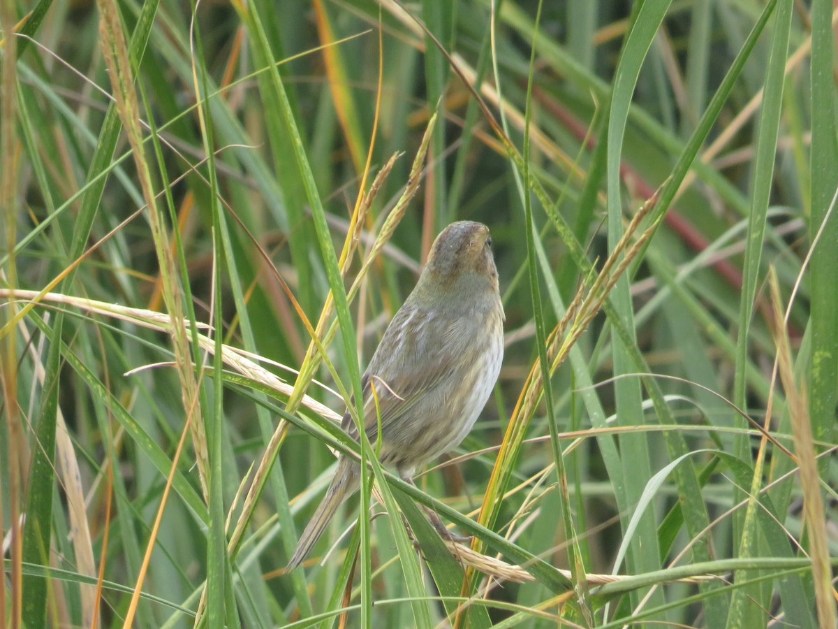 Nelson's Sparrow - ML644103111