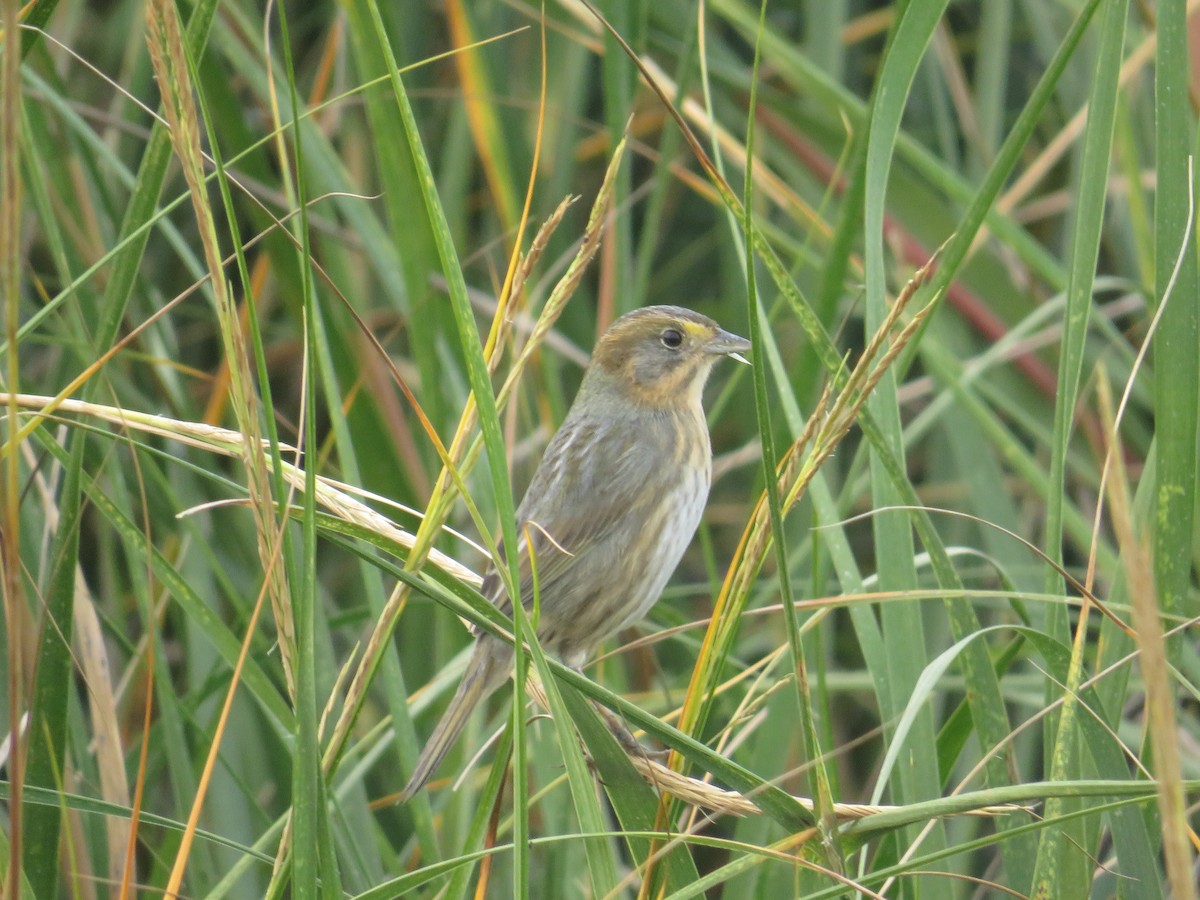 Nelson's Sparrow - ML644103112