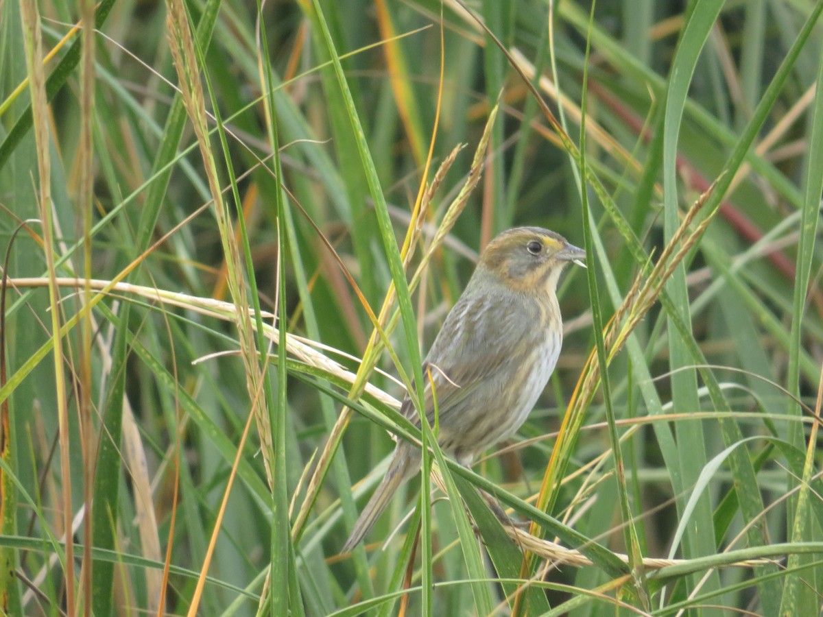Nelson's Sparrow - ML644103114