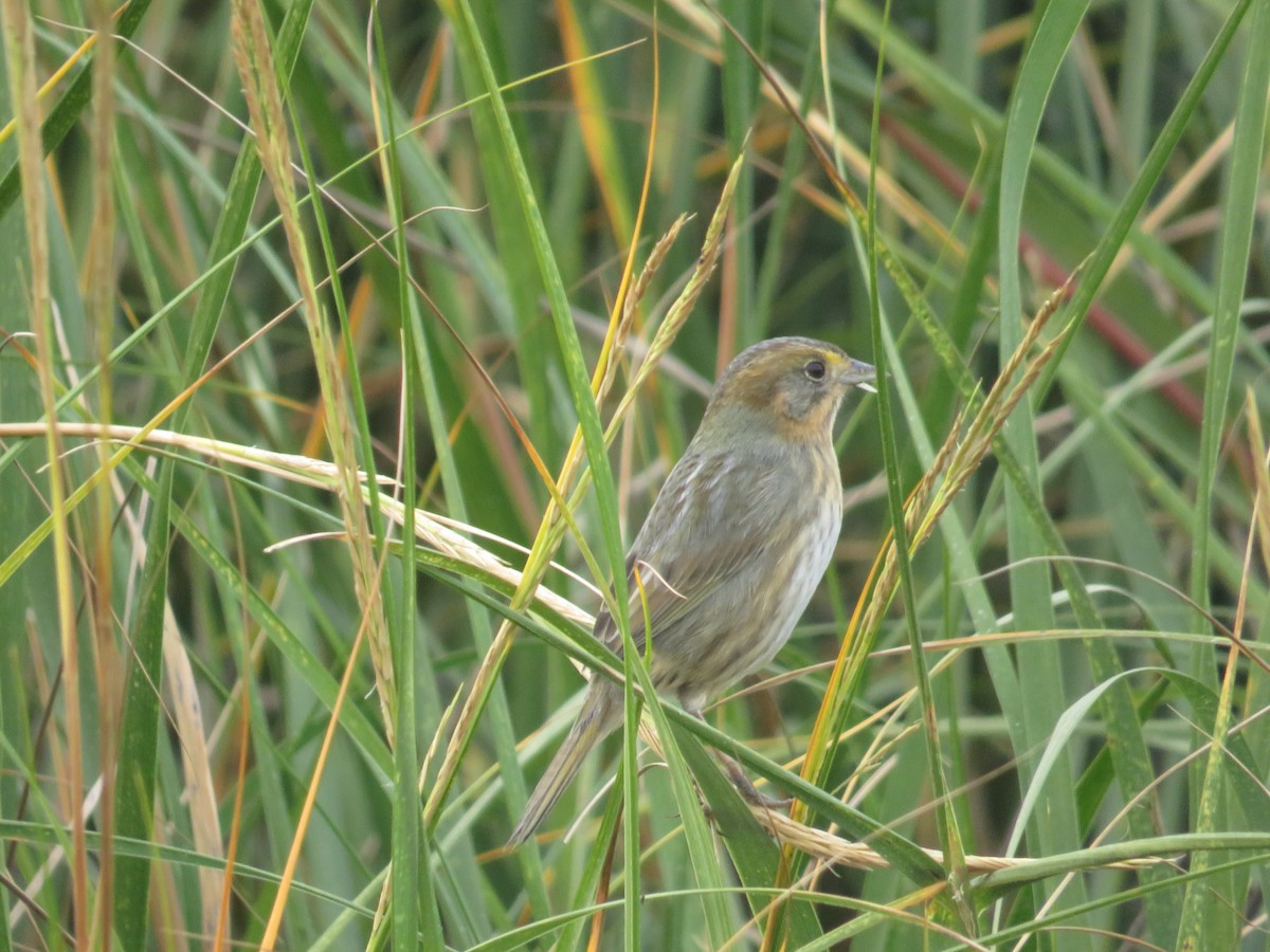 Nelson's Sparrow - ML644103116