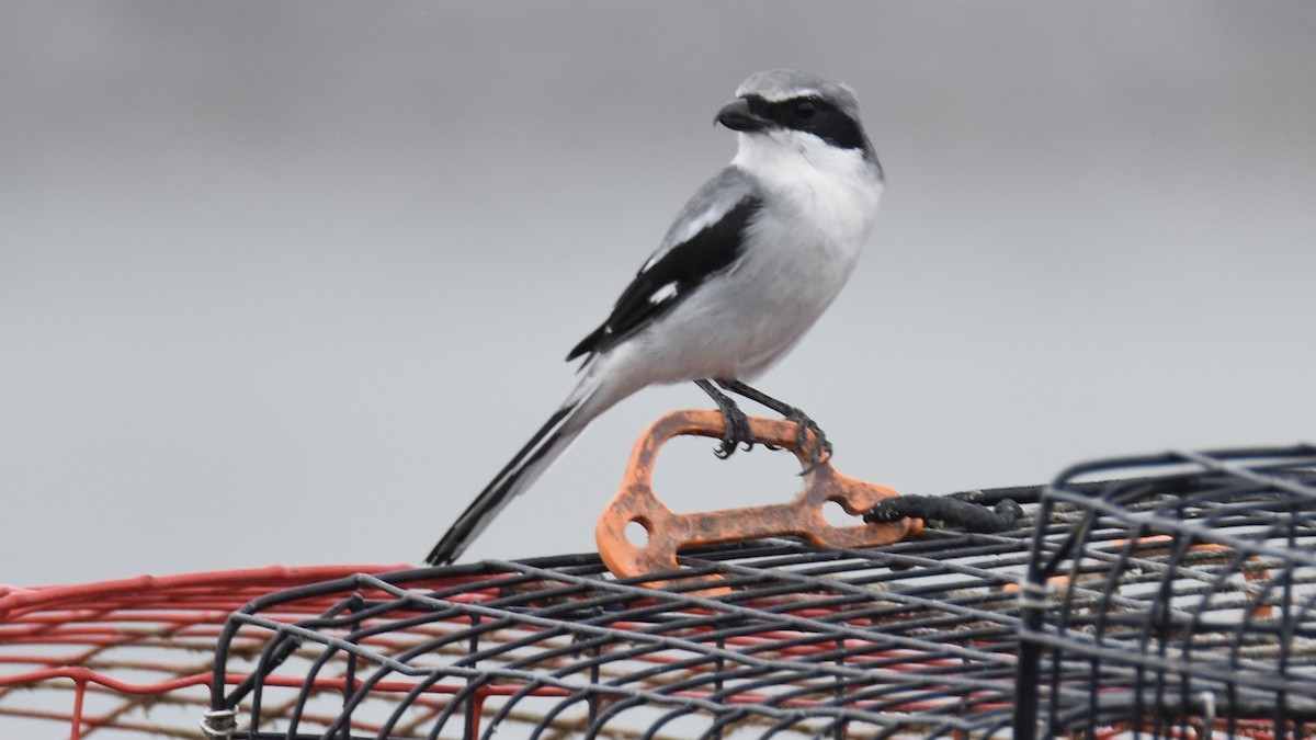 Loggerhead Shrike - ML644103131