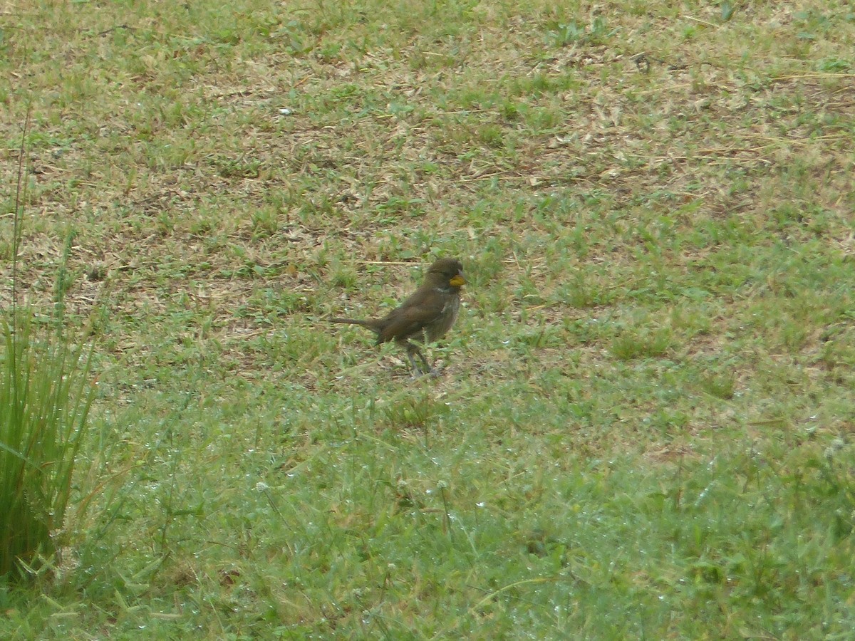 Grosbeak Weaver - ML644103134