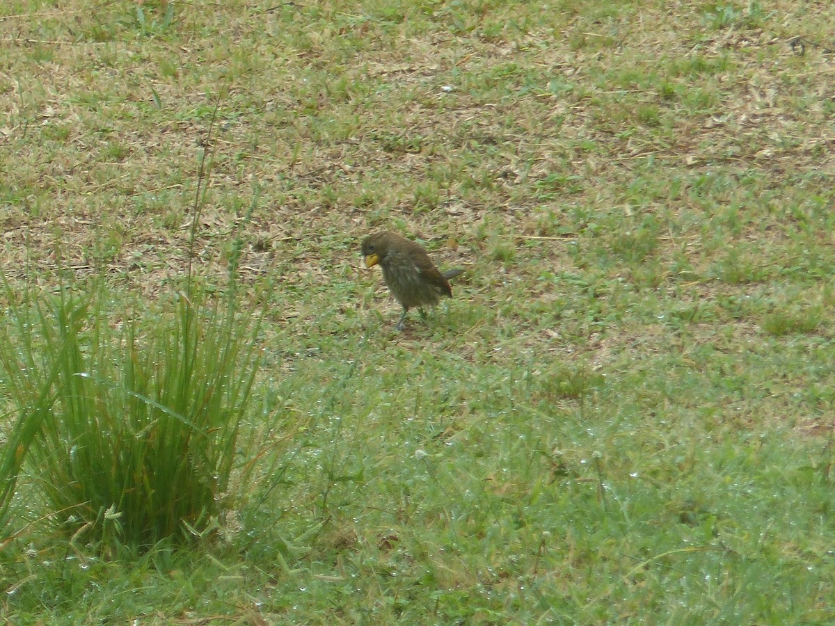 Grosbeak Weaver - ML644103135