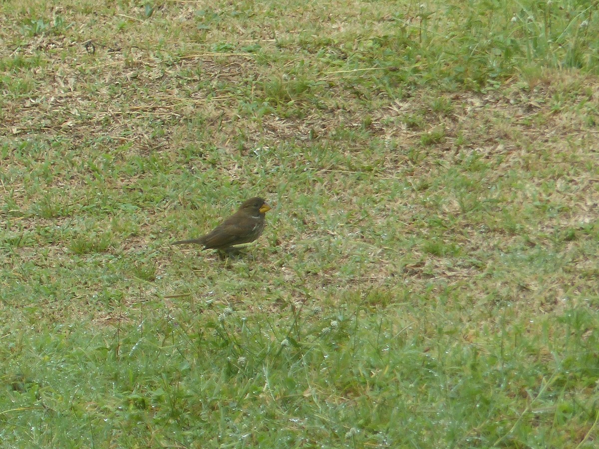 Grosbeak Weaver - ML644103136