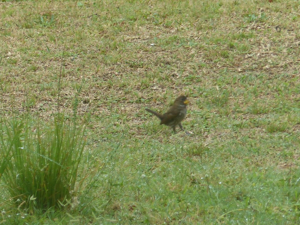 Grosbeak Weaver - ML644103137