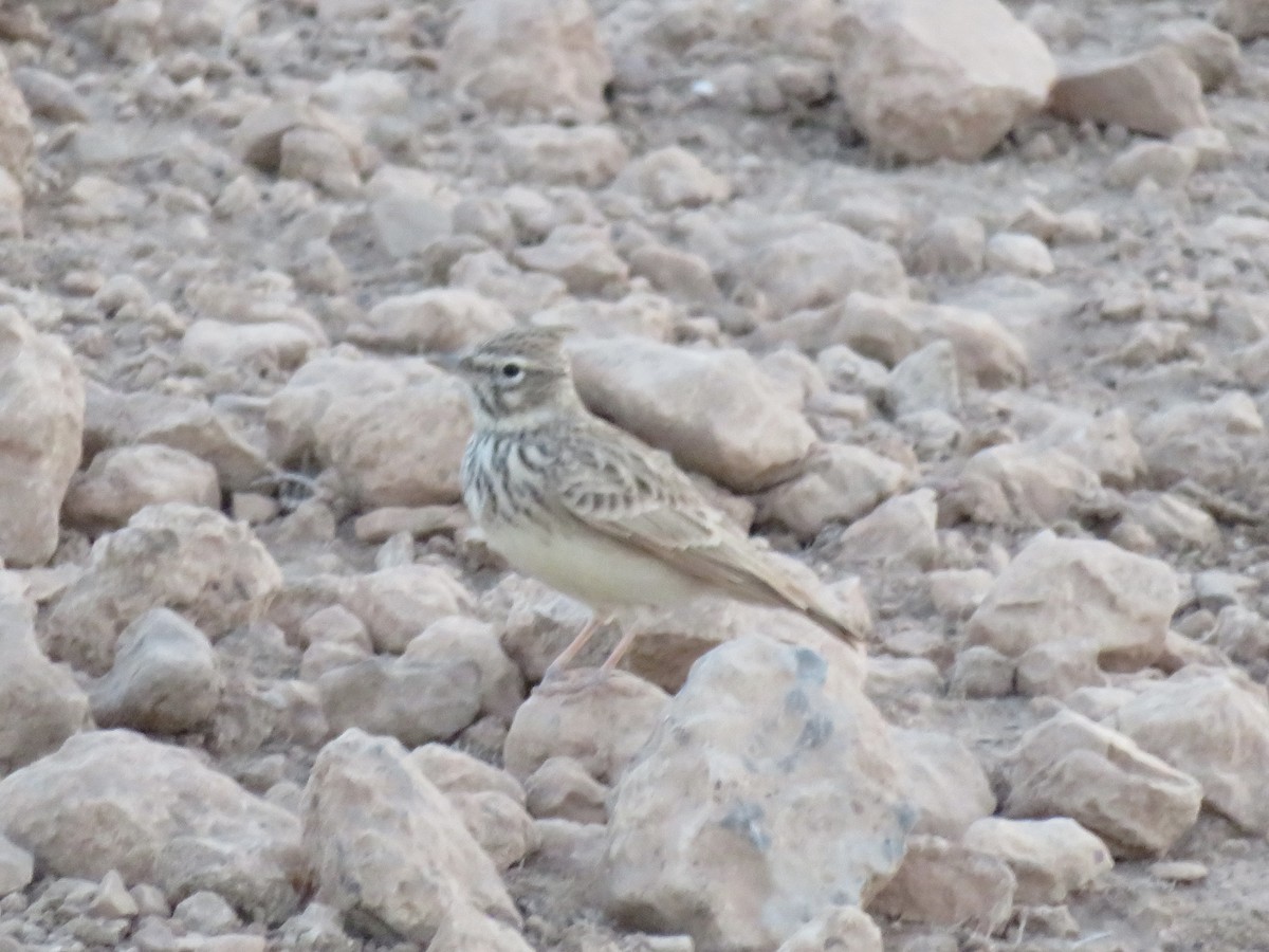 Thekla's Lark - ML644103143