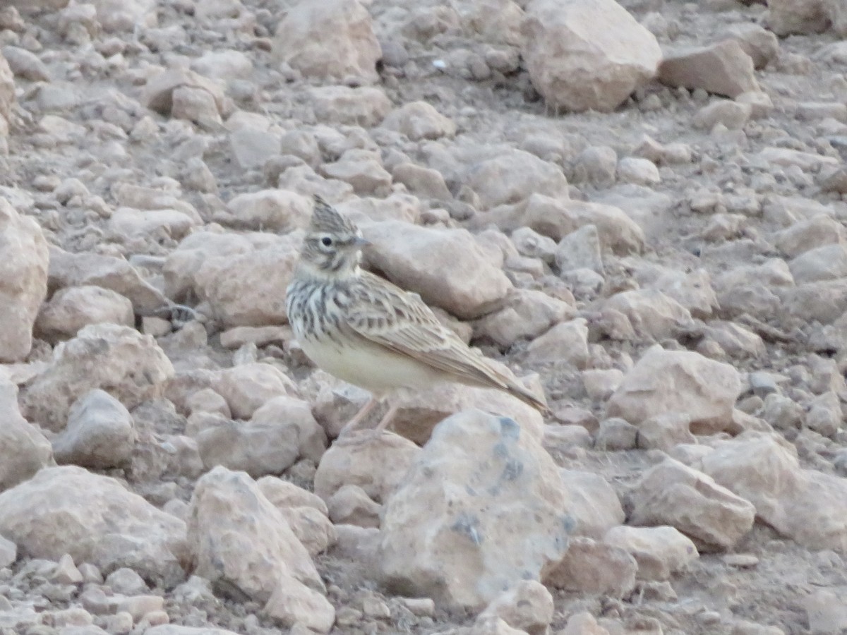 Thekla's Lark - ML644103144