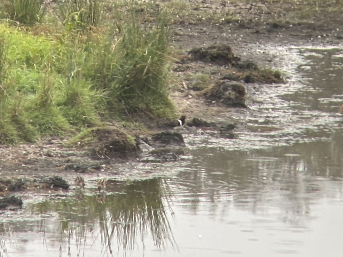 slučice australská - ML644103149