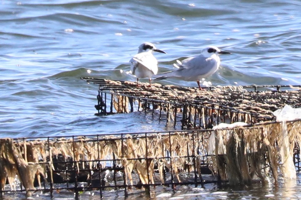 Forster's Tern - ML644103153