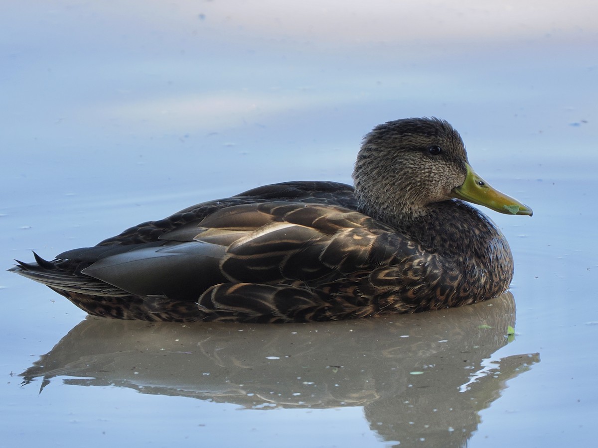 Canard du Mexique - ML644103172