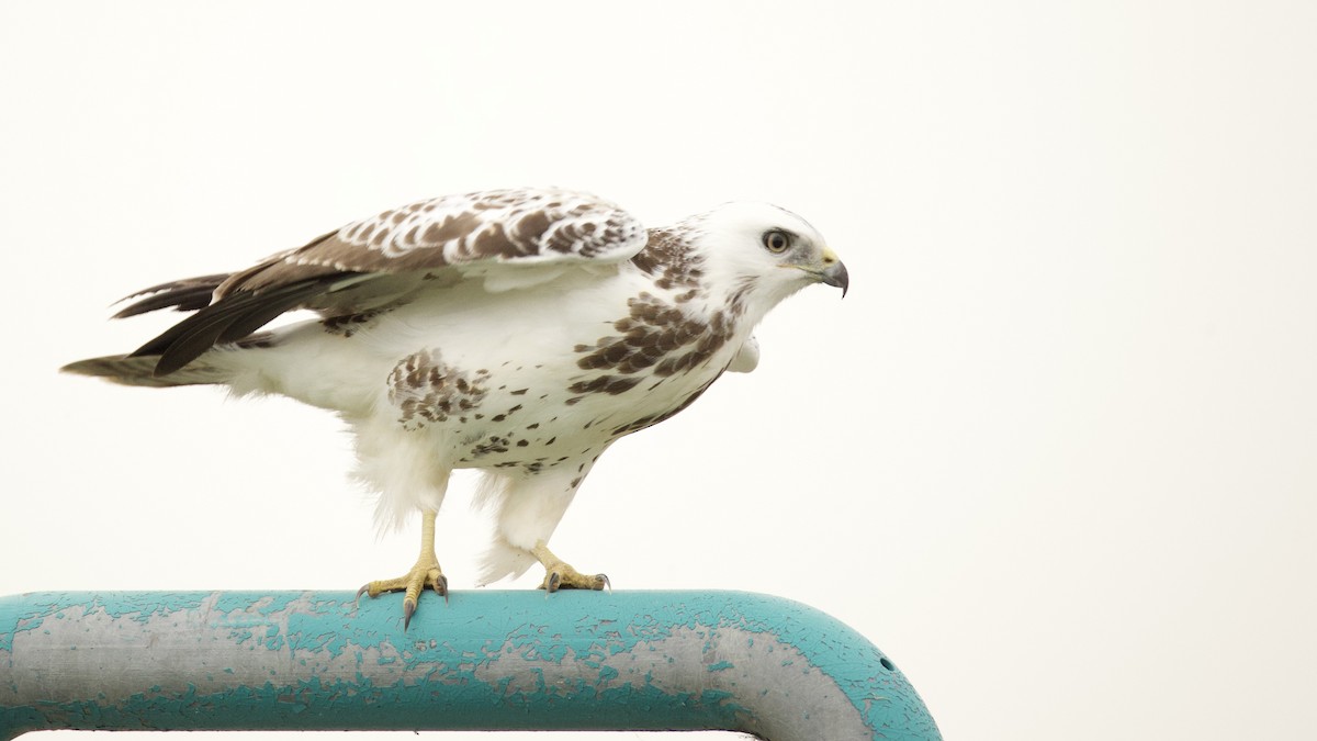 Buse variable - ML644103173