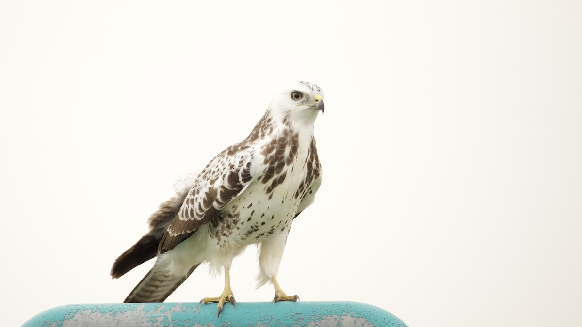 Buse variable - ML644103174