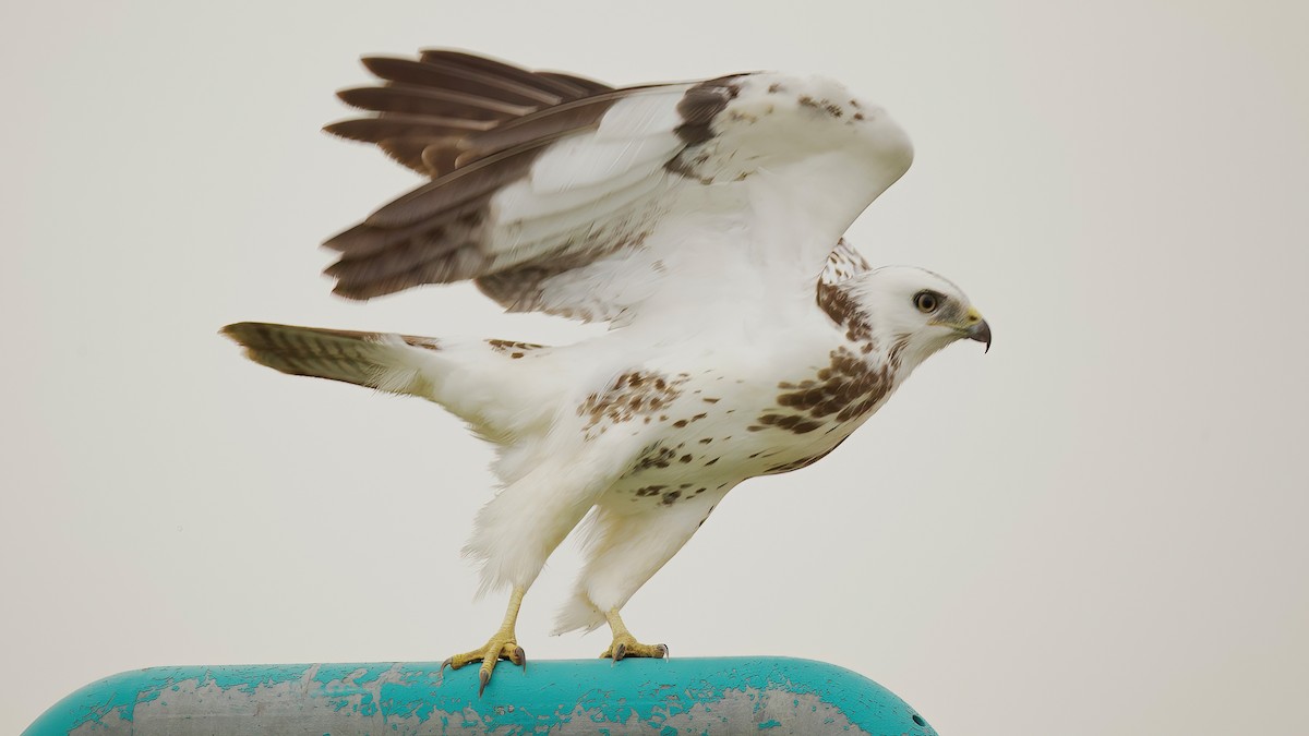 Buse variable - ML644103175