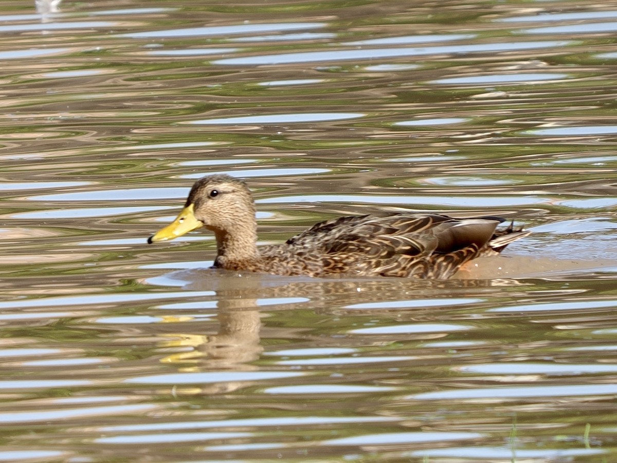 Hybride Canard colvert x C. du Mexique - ML644103184