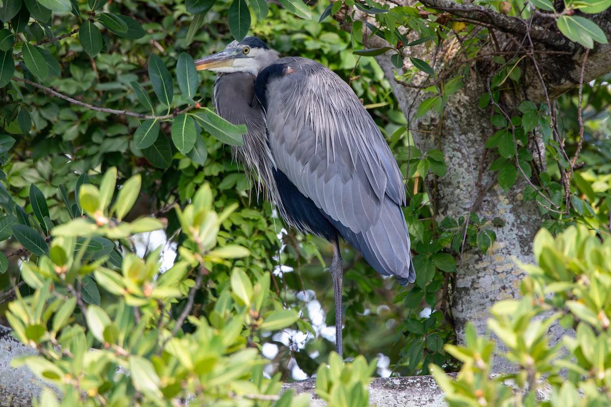 Great Blue Heron - ML644103195