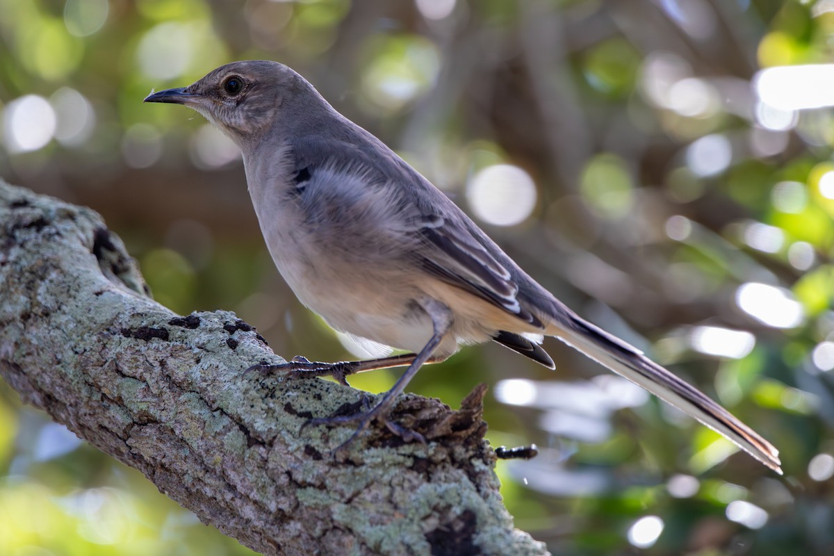 Northern Mockingbird - ML644103201