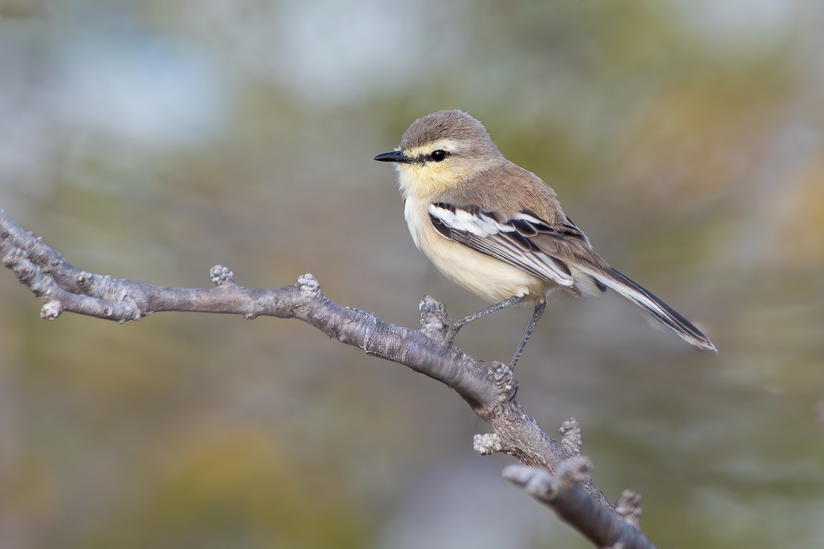 Bahia Wagtail-Tyrant - ML644103212