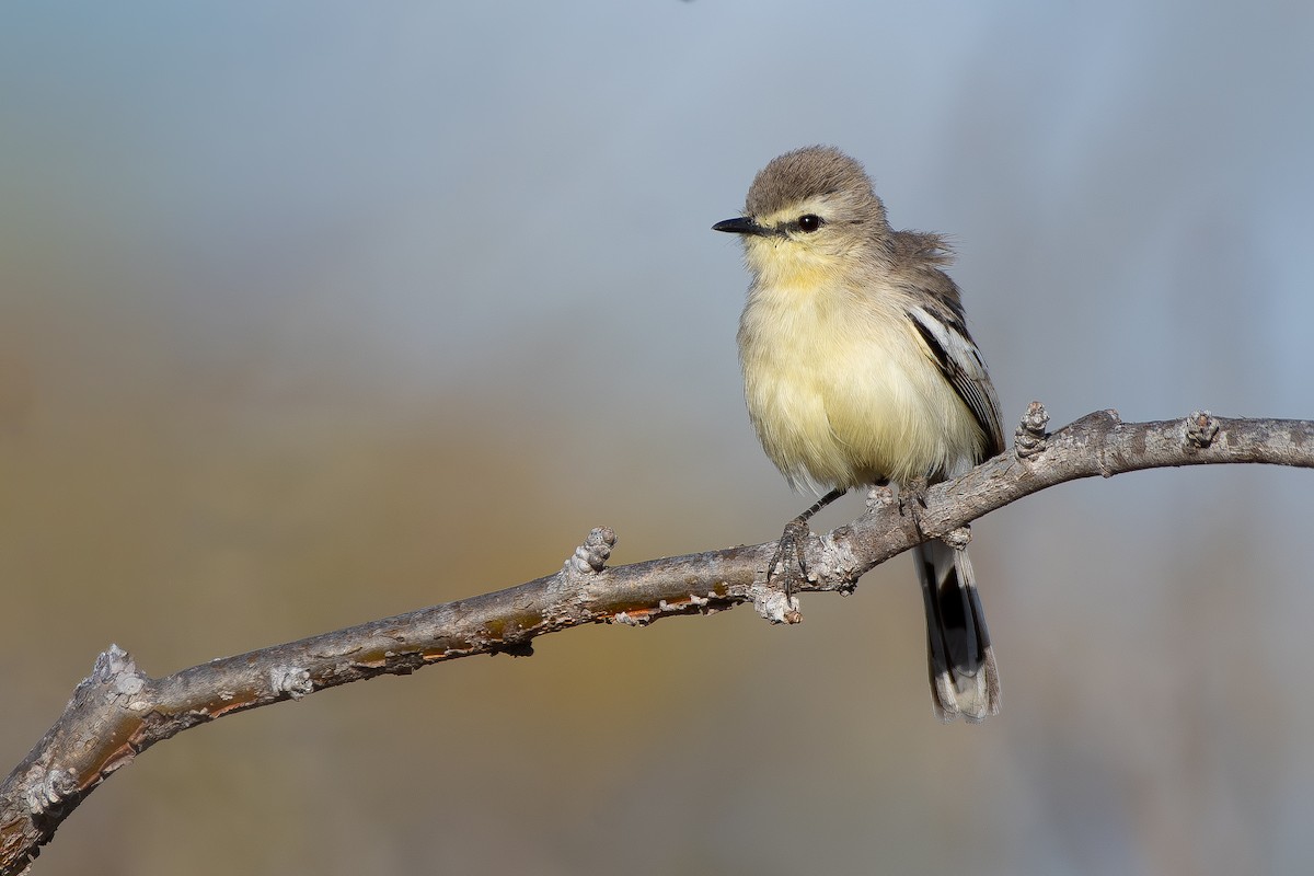 Bahia Wagtail-Tyrant - ML644103213