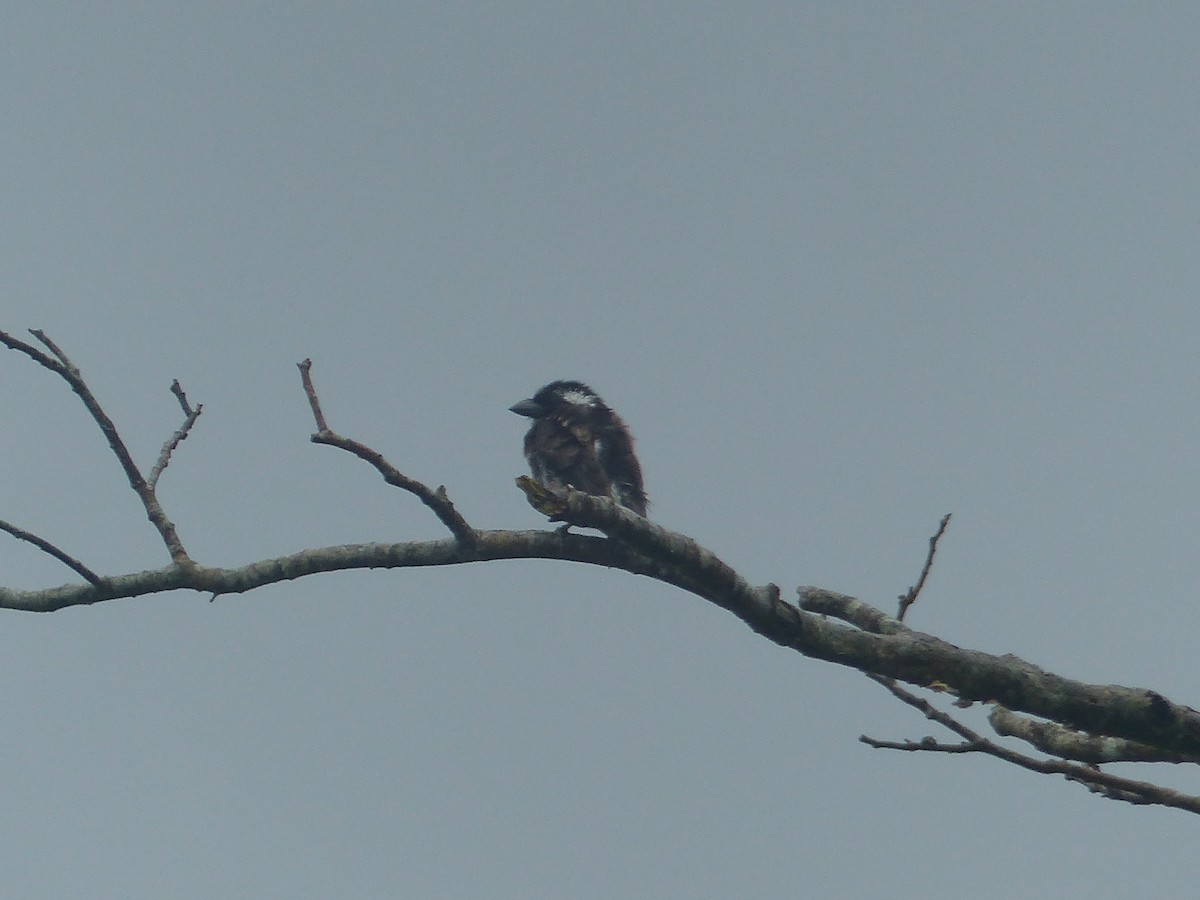 White-eared Barbet - ML644103230