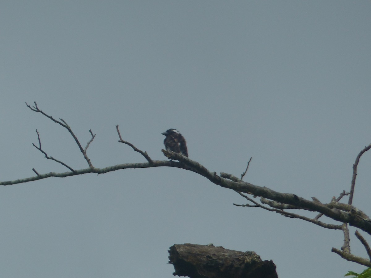 White-eared Barbet - ML644103231