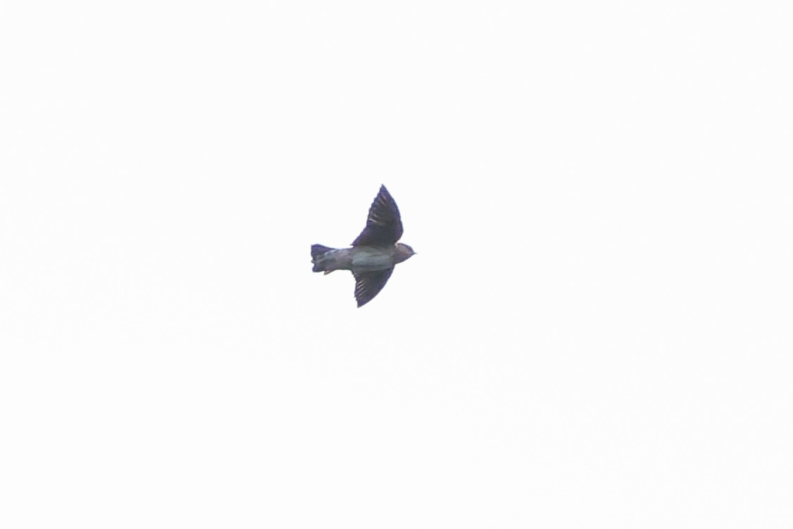 Hirondelle à front brun - ML644103235