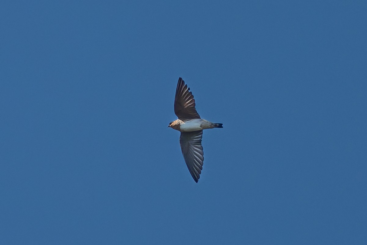 Hirondelle à front brun - ML644103236