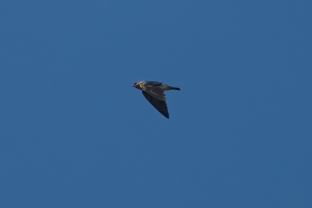 Hirondelle à front brun - ML644103237
