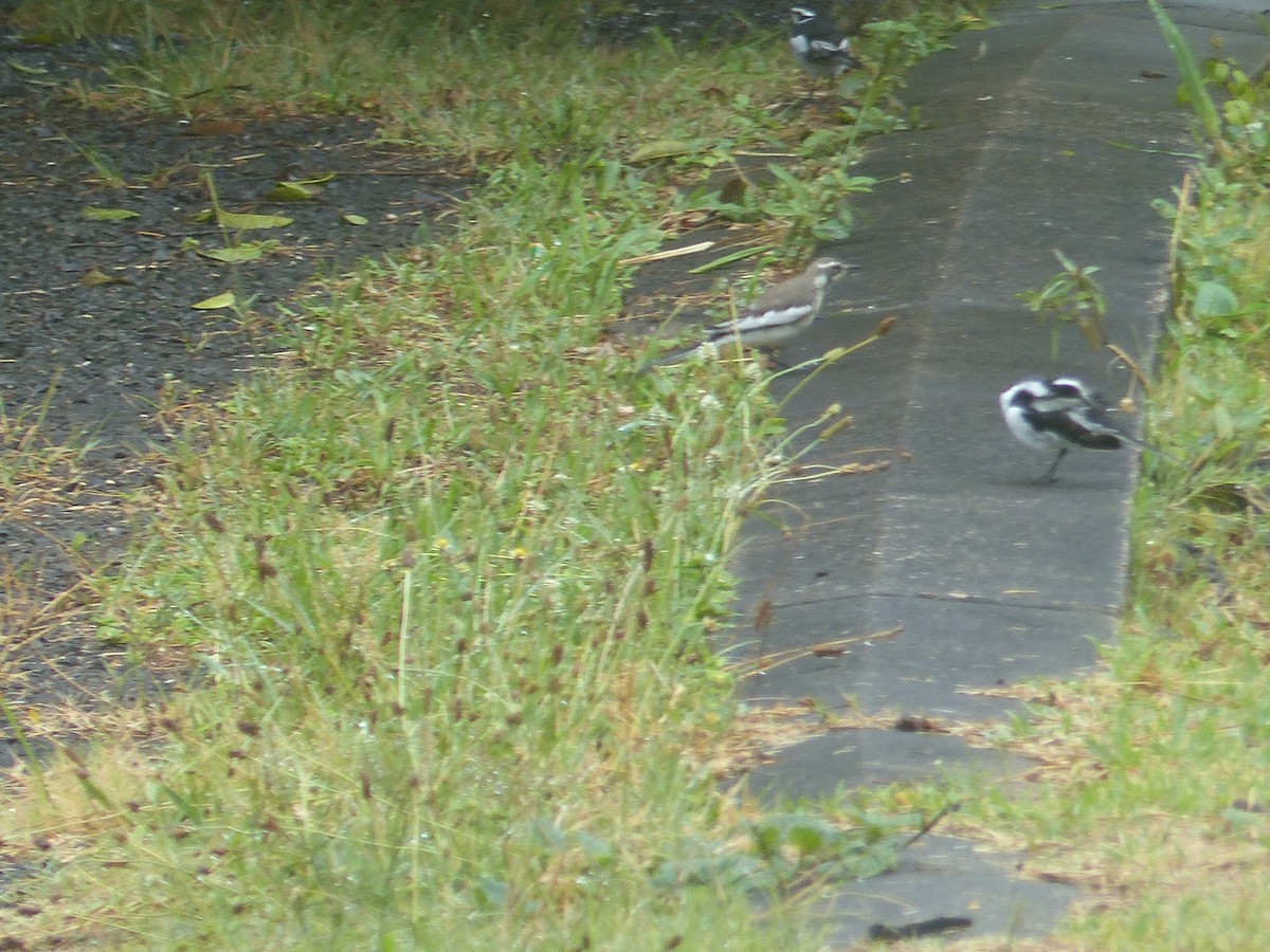 African Pied Wagtail - ML644103241