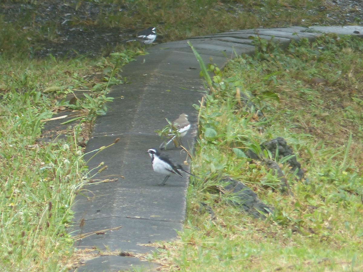 African Pied Wagtail - ML644103242