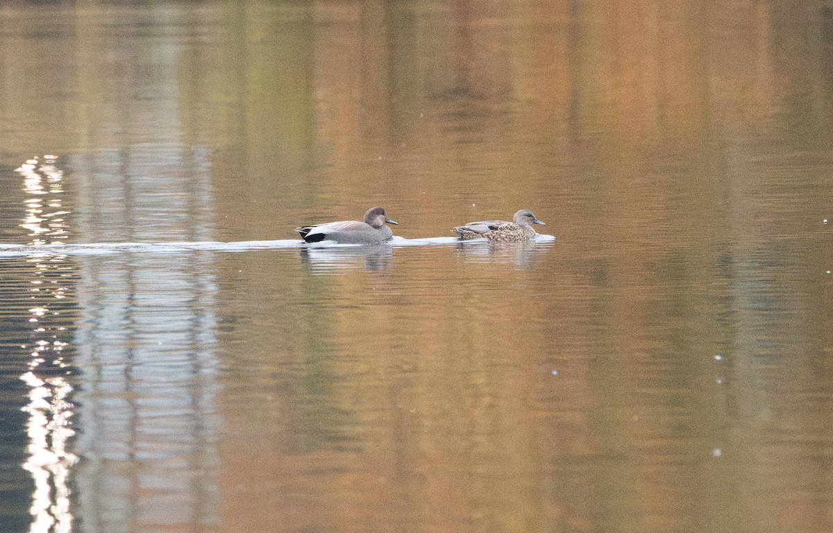 Gadwall - ML644103274