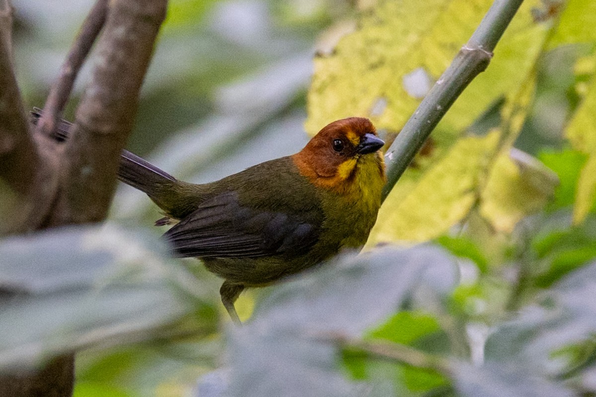 Fulvous-headed Brushfinch - ML644103307