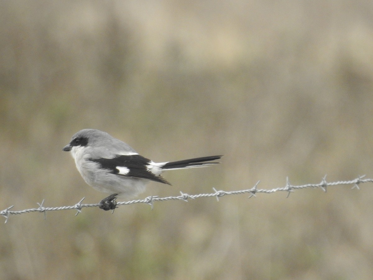 Loggerhead Shrike - ML644103313