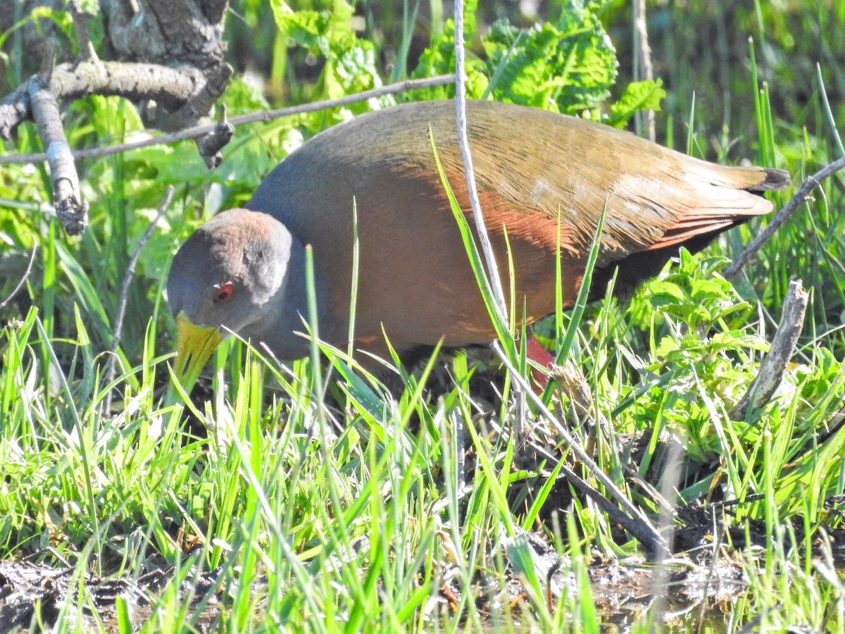 Gray-cowled Wood-Rail - ML644103348