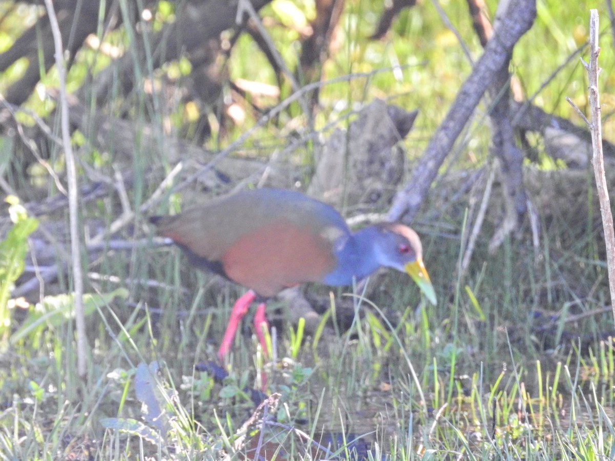 Gray-cowled Wood-Rail - ML644103351