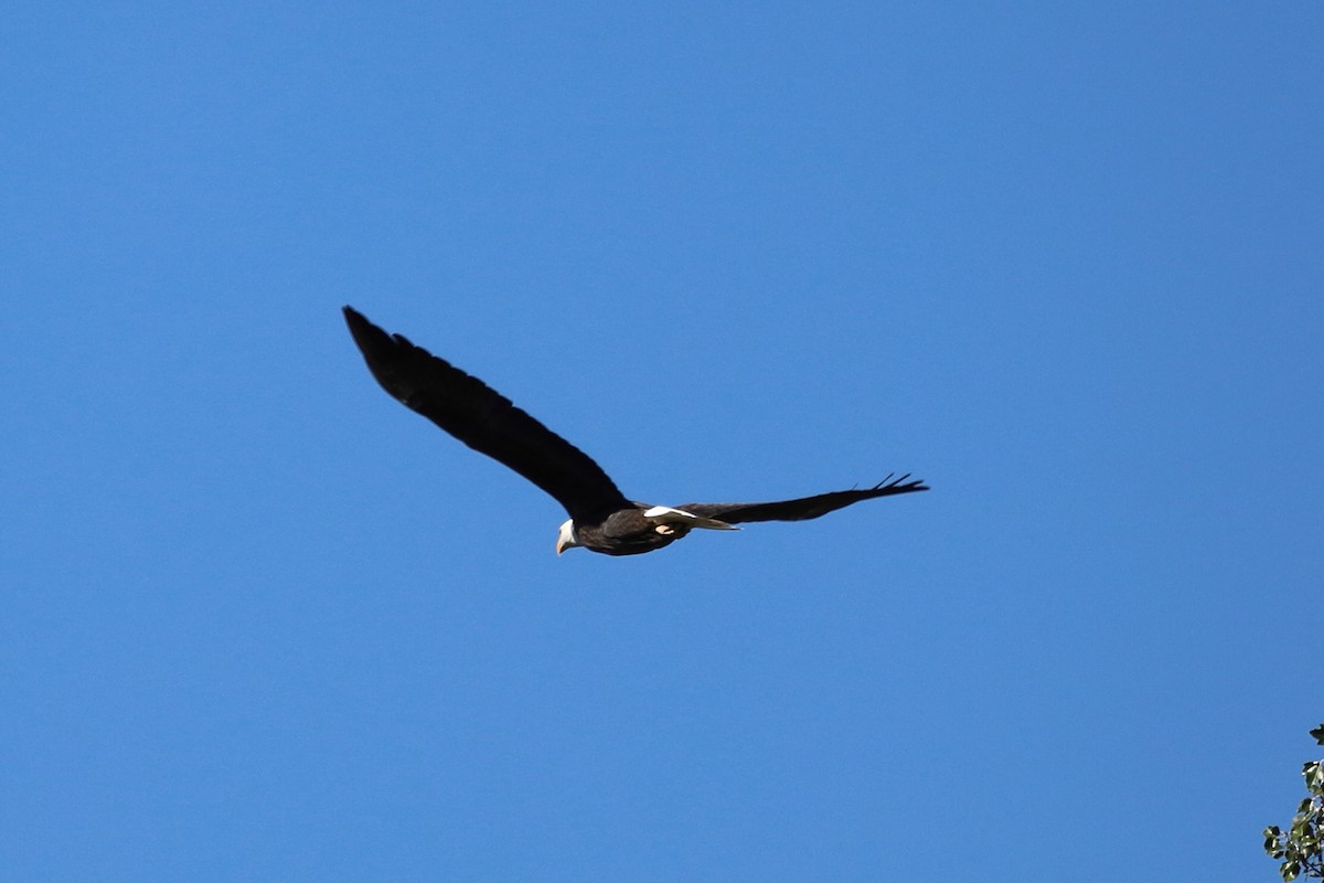 Bald Eagle - ML644103354