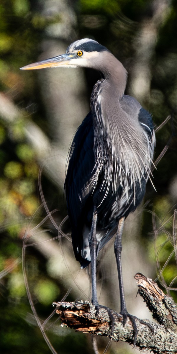 Great Blue Heron - ML644103364